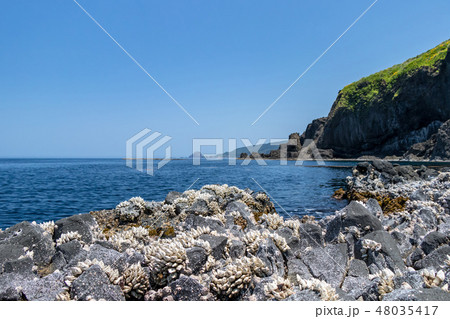 外海府海岸のカメノテ 48035417