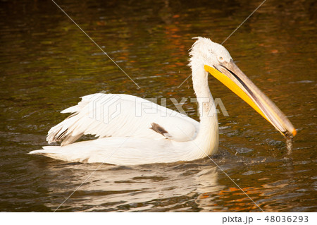 Great white pelican fishing 48036293