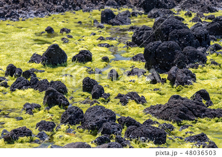 外海府海岸 浅瀬の海藻 48036503
