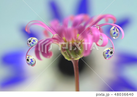水滴に花 水滴に花 48036640