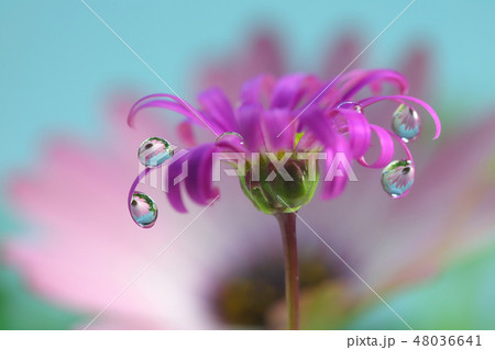 水滴に花 水滴に花 48036641