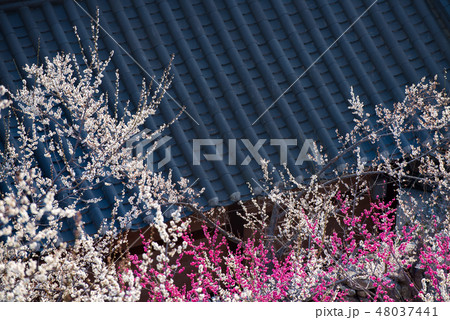 春 春の花 梅 48037441