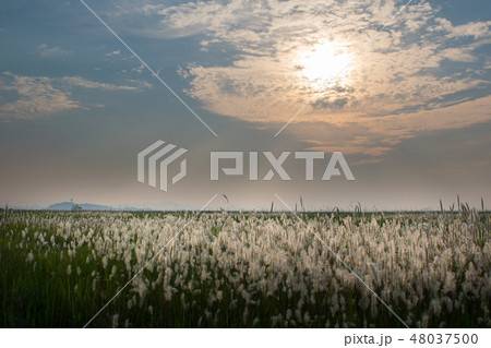 秋 葦 感性 48037500