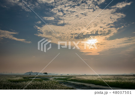 秋 葦 感性 48037501