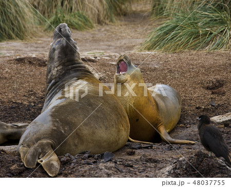 Southern Elephant Seals - Falkland Islands Southern Elephant Seals - Falkland Islands 48037755