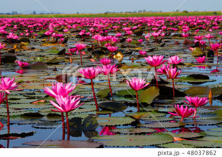 ウドーンタニのノンハン湖の蓮の花 48037862