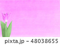 チューリップ 48038655