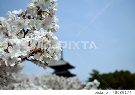 京都 御室桜の御室仁和寺 京都 御室桜の御室仁和寺 48039174