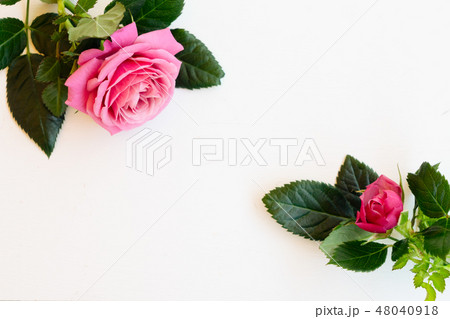 fresh rose flowers 48040918