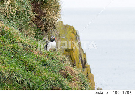 Atlantic puffin from Borgarfjordur fjord, Iceland 48041782