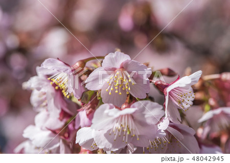 【熱海桜】 【熱海桜】 48042945