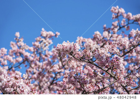 【熱海桜】 【熱海桜】 48042948