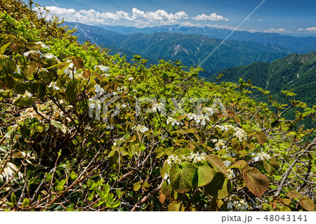谷川連峰・武能岳付近のオオカメノキの花と苗場山遠望 谷川連峰・武能岳付近のオオカメノキの花と苗場山遠望 48043141