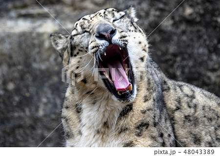 多摩動物公園のオスのユキヒョウ コボ 多摩動物公園のオスのユキヒョウ コボ 48043389