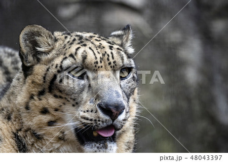 多摩動物公園のオスのユキヒョウ コボ 多摩動物公園のオスのユキヒョウ コボ 48043397