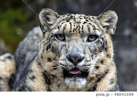 多摩動物公園のオスのユキヒョウ　コボ 48043399