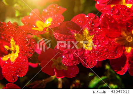 Primrose with red flowers 48043512