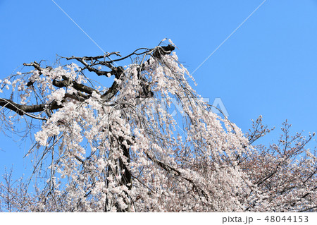 市川市の伏姫桜 市川市の伏姫桜 48044153