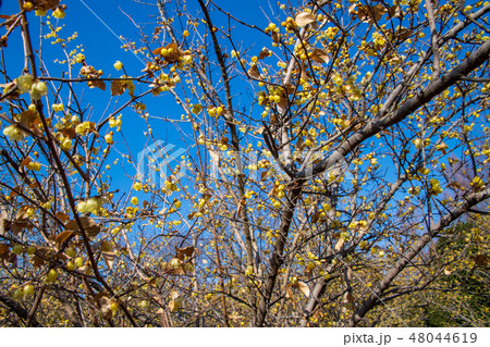 大宮花の丘農林公苑 ロウバイ 冬景色 大宮花の丘農林公苑 ロウバイ 冬景色 48044619