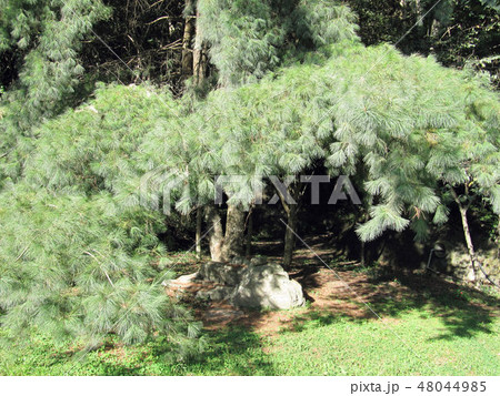 花 フラワー お花 48044985