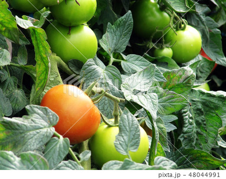 花 フラワー お花 48044991