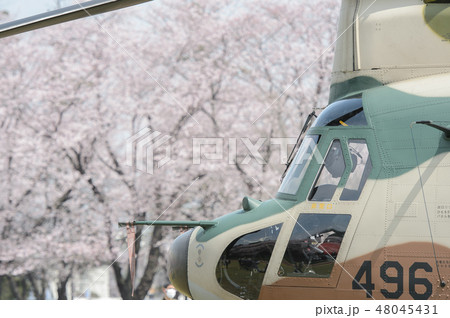 航空自衛隊のCH-47Jヘリコプターと桜 航空自衛隊のCH-47Jヘリコプターと桜 48045431
