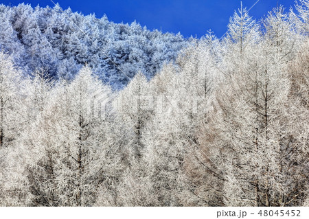 聖高原の霧氷 48045452
