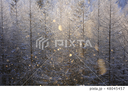 霧ヶ峰の霧氷とダイヤモンドダストとサンピラー 48045457