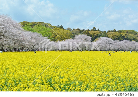 桜　菜の花　西都原古墳群 48045468