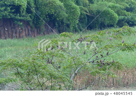 鳥の群れ 鳥の群れ 48045545