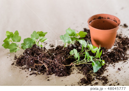seedling germination home plant gardening 48045777