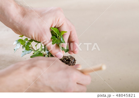 home plant care hobby replanting close up 48045821