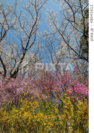 桜と雪柳とレンギョウ 桜と雪柳とレンギョウ 48045912