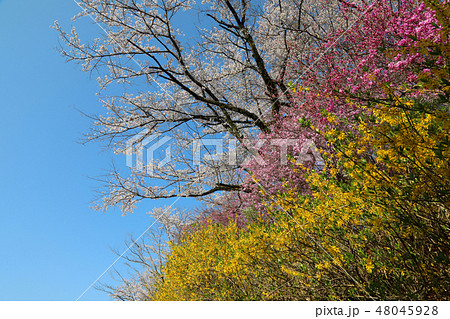 桜と雪柳とレンギョウ 48045928