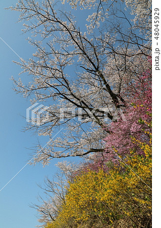 桜と雪柳とレンギョウ 48045929