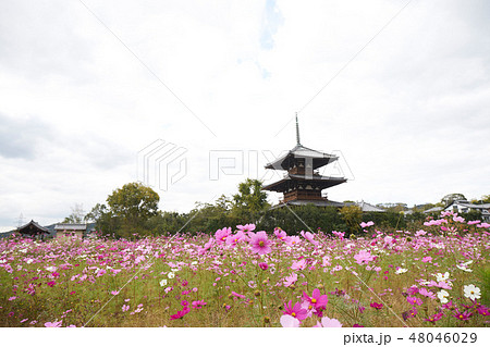 コスモスと法起寺 48046029