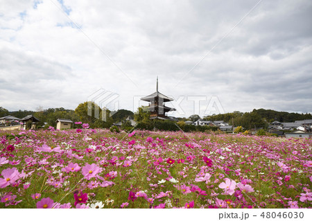 コスモスと法起寺 48046030