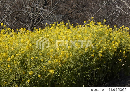 菜の花畑　黄色花 48046065