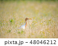 春 48046212