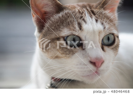 Close up view of a cute cat, selective focus. 48046468