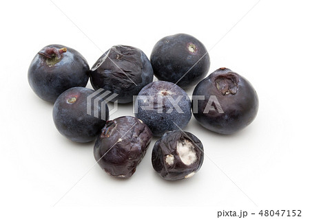 腐敗したブルーベリー　カビ　腐る　菌　病害菌　病原菌　腐敗果 48047152