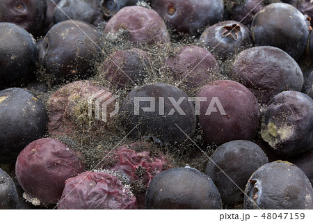 腐敗したブルーベリー クモノスカビ Rhizopus カビ 腐る 菌 病害菌 病原菌 腐敗果 腐敗したブルーベリー クモノスカビ Rhizopus カビ 腐る 菌 病害菌 病原菌 腐敗果 48047159