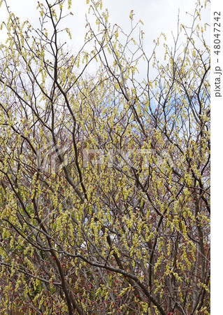 早春の訪れ満開の美しいトサミズキ 48047242