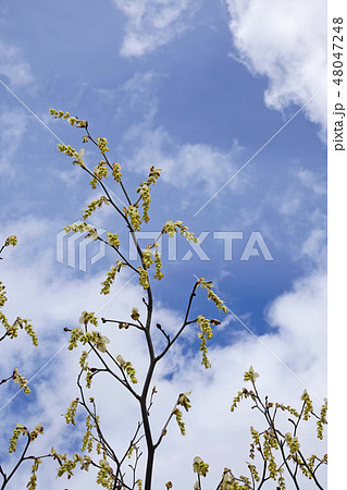 爽やかでレモンイエローが美しいトサミズキ 爽やかでレモンイエローが美しいトサミズキ 48047248