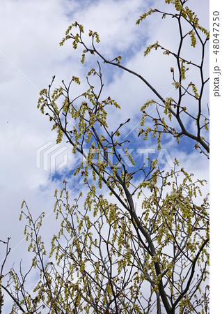 爽やかでレモンイエローが美しいトサミズキ 爽やかでレモンイエローが美しいトサミズキ 48047250