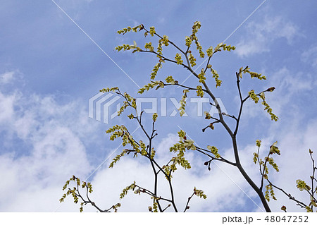 爽やかでレモンイエローが美しいトサミズキ 48047252