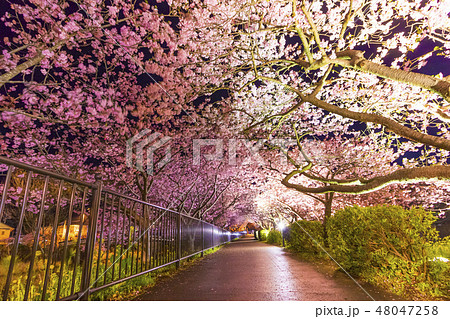 【お花見】　河津桜ライトアップ 48047258