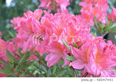 Flowers-rhododendron in the city park under summer Flowers-rhododendron in the city park under summer 48047441