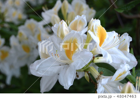 Flowers-rhododendron in the city park under summer Flowers-rhododendron in the city park under summer 48047463