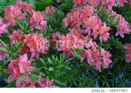 Flowers-rhododendron in the city park under summer Flowers-rhododendron in the city park under summer 48047465